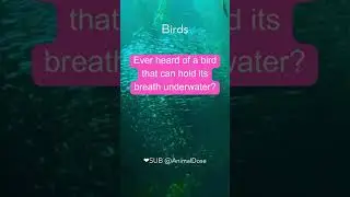 Uncover Secrets 1 Fascinating Animal mammal bird Kingdom Facts Leave You Speechless | Like Subscribe