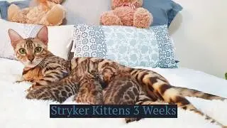 Bengal cat  |  Mother with her kittens  |  Ashmiyah Bengal Cats