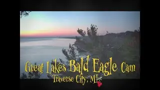 🗓️ Daily Bald Eagle Highlight (Nov 14) | Book your stay: WestBayWanderlust.com
