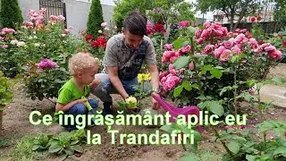 Ce ingrasamant aplic eu la trandafiri!