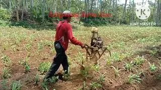 traktor mini untuk dangir jagung tebu singkong dan bisa untuk segalanya