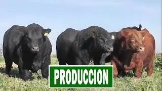 Produccion   807   01 02 2025