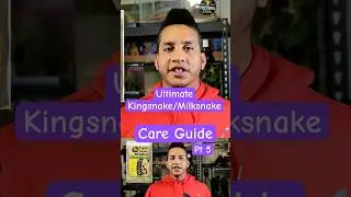 Молочная змея: подробное руководство по уходу, часть 5 #молочнаязмея #королевскаязмея