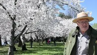 Cherry Blossoms 2021: How they got here