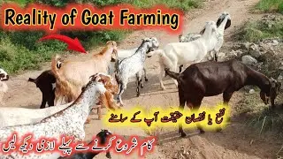 Reality of goat farming 