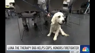 Paws of War: Luna the Therapy Dog helps First Responders - NBC New York