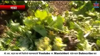Madha Draksh Bag nuksan