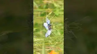 🌼 &sup1;☆&bull;⁷◇⁴■⁴ Black Cumin, Kalaunji कलौंजी, कलोंजी (Nigella sativa) in Buttercup Family (Ranunculaceae)