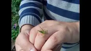 Speckled Bush Cricket