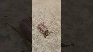 Cock Chafer Beetle #lawnpests