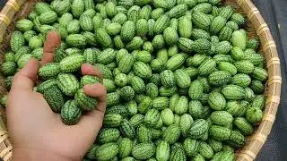 THU HOẠCH DƯA HẤU TÝ HON, BÍ NGÒI VÀNG, BÍ XANH DÀI, CÀ CHUA SỐT 