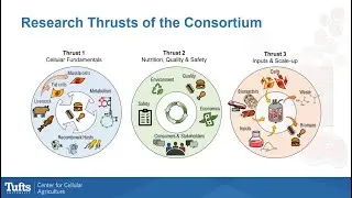 The Cell Ag Consortium at Tufts University