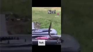#funnyanimalvideos #funnyanimals #squirrel #squirrels #pranks #prank #prankvideo #prankster