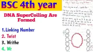 DNA Supercoiling कैसे बनता है? | Formation of DNA Supercoiling Explained Simply | Biology