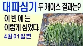 대파심는방법 대파재배 두 캐이스 결과는? 이번에는 이렇게심었다.