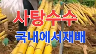 사탕수수 국내서 재배가능합니다 #사탕수수#farming
