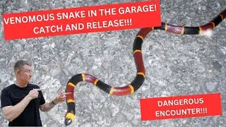Caught a Venomous Coral Snake in the Garage!!!  Catch & Release!