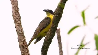 NEINEI (MEGARYNCHUS PITANGUA), BOAT-BILLED FLYCATCHER, BEM-TE-VI-GAMELA, BEM-TE-VI-DO-BICO-CHATO.