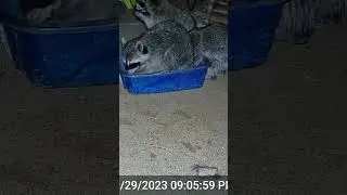 Trail Camera Raccoons #20