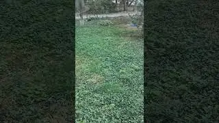 Another stray cat at the mercy of the neighbors