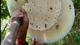 Harvesting Honey From Honeycomb !!! Honey Chicken Recipe &ndash; Honey Harvest from Giant Honeybees 2021