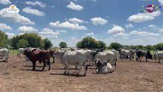 Exporting livestock genetics from South Africa