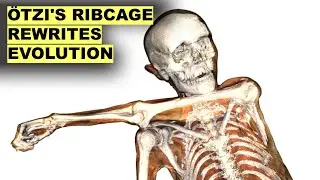 Study of &Ouml;tzi the Iceman's Ribcage Just Changed Human Evolution Forever
