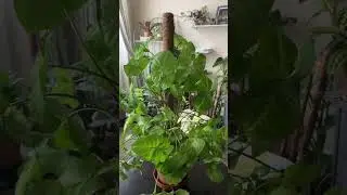 A support pole for my Arrowhead Plant #indoorplants #houseplants #plantlover #syngonium #plantparent