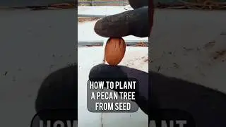 How to Plant A Pecan Tree From Seed #pecan #pecantree #seed #tree #howto