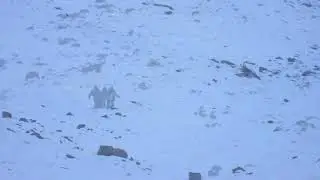 Hunting adventure in Ravmed, Bartang, Pamir, Tajikistan
