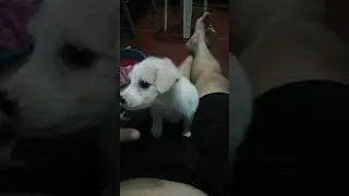 Lil patchi(7)