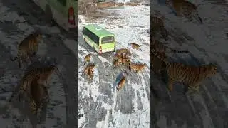 Harbin Siberian Tiger Park #harbin popular Attractions #Heilongjiang Siberian Tiger Park #tigers