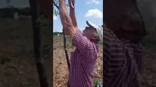 Beklenen Ceviz Göz Aşısı Videomuz!