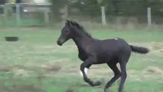 Friesian Knabstrupper Colt Playing in the Paddock - Beautiful HORSE..