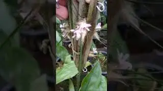 Mini micro orqu&iacute;dea Isabelia virginalis