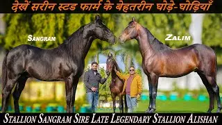 Stallion Sangram Sire Late Legendary Stallion Alishanदेखें सरीन स्टड फार्म के बेहतरीन घोड़े-घोड़ियाँ