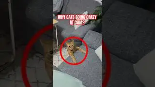 Why Cats Go Wild at 3AM 🐱💨