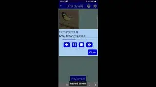 The in-development Android BirdUp app with the TalkBack screen reader navigating sample audio.