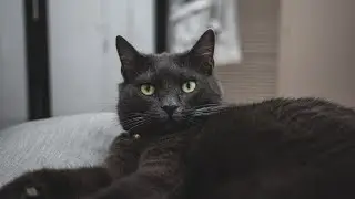 One cat's daily life
