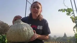 Squash Talk Blue Hubbard Squash