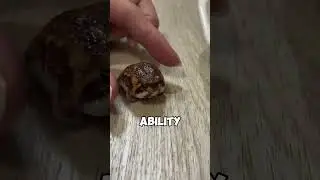 This rain frog has zero survival instincts #shorts #facts #animallife