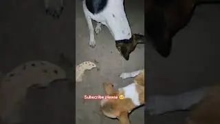 Stray Dog Feeding #shorts #viral #trending #youtubeshorts #dog #sad