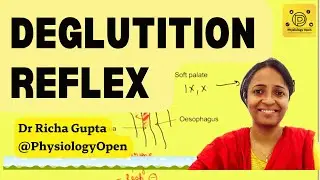 Deglutition reflex (Swallowing reflex) phases physiology mbbs 1styear | Gastrointestinal  system