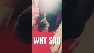 ❤️Why Tara is sad #trending #doglover #funny #viral #shortsfeed #shorts #boxer