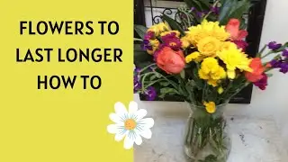 FLOWERS LAST LONGER. HOW TO MAKE FLOWERS LAST LONGER. USE MELALUCCA OR TEA TREE ESSENTIAL OIL.