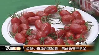 苗縣小番茄評鑑競賽  果品色香味俱全 │T-NEWS聯播網