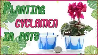 Planting cyclamen in pots