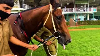 The Deccan Fillies Championship Stakes | TEASER