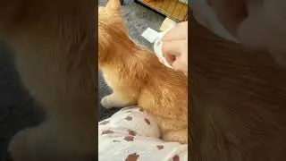#cats #pets #comb #petcats #cleaning #fouyou
