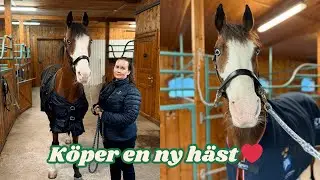 Jag har köpt en NY HÄST!! 🐎💥 - VLOGG
